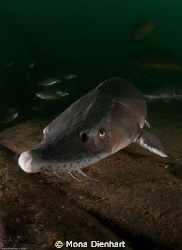 One of the many sturgeons  in La Gombe Quarry. These guys... by Mona Dienhart 